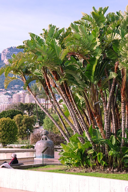 Free Palms Park photo and picture