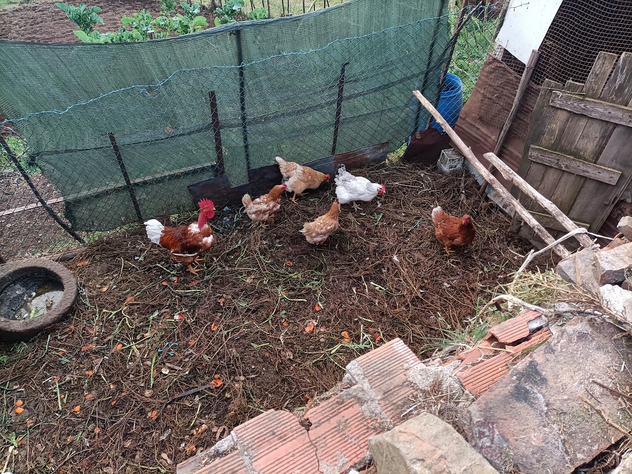Nature Chickens Farm - Free photo on Pixabay - Pixabay