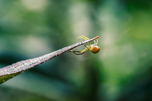 Edderkop, Web, Insekt, Makro, Natur