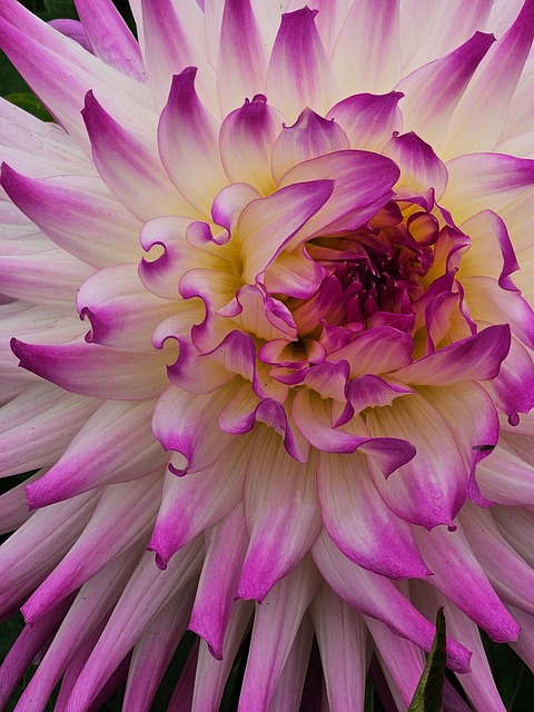 Free Flower Nature photo and picture