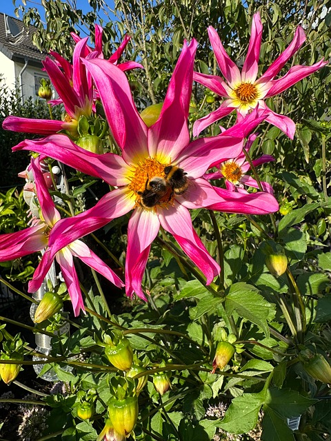 Free Dahlia Geothermal photo and picture