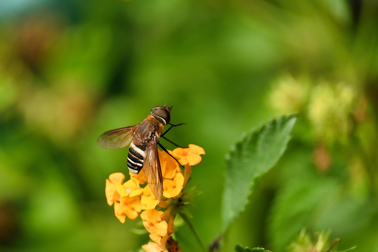 Nature Environment Insects Insect Nature Garden - Free photo on Pixabay - Pixabay