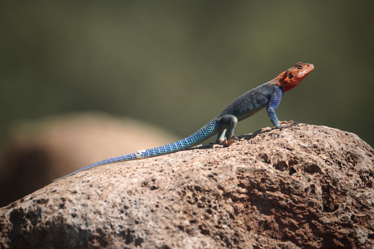 Yellow Spotted Lizard Camp Green Lakes