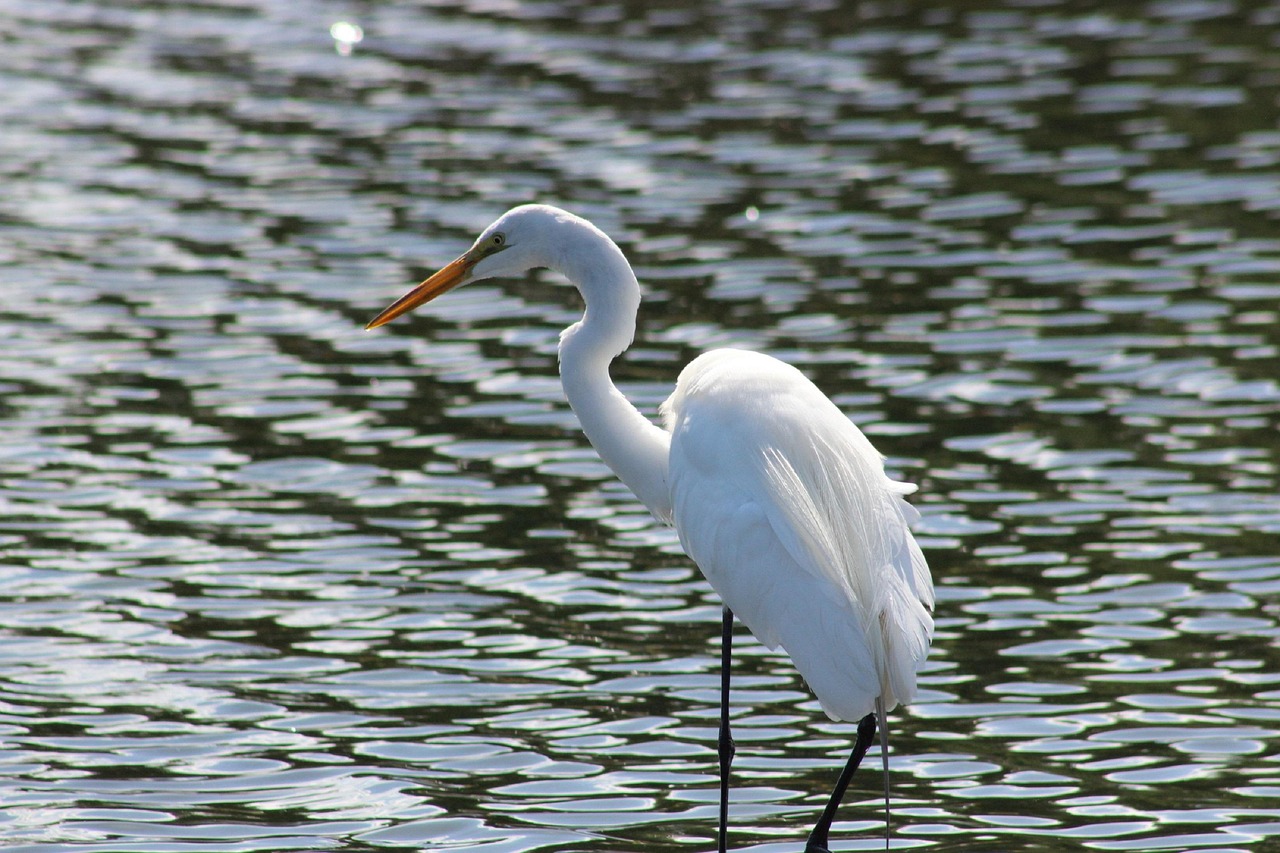 Bird Nature Wildlife - Free photo on Pixabay - Pixabay