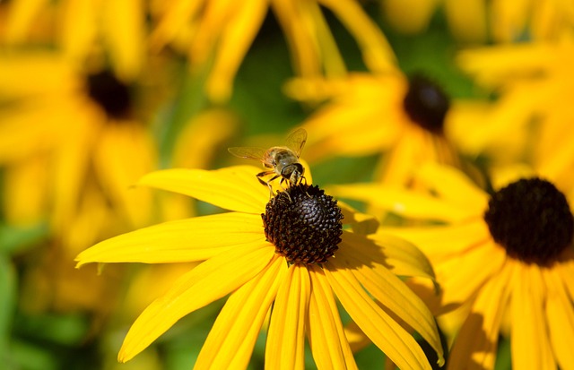 Sun Bee Insect Bee Wild Insect Yellow Sun - Free photo on Pixabay - Pixabay