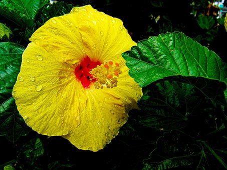 São Joaquim, Folhagem, Flores, Verde