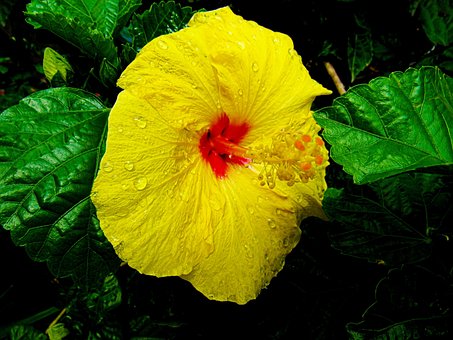 São Joaquim, Folhagem, Flores, Verde