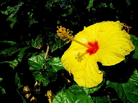 São Joaquim, Folhagem, Flor, Verde