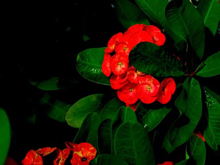 Coroa De Cristo, Folhagem, Flor, Verde