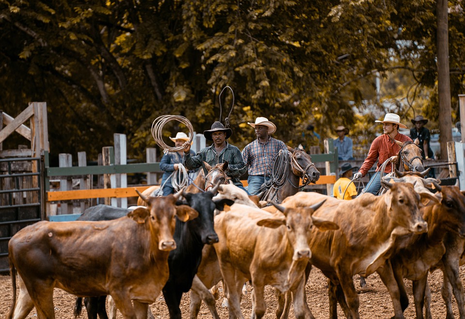 Horse Rider Rodeo Horses Riders Rodeo - Free photo on Pixabay - Pixabay