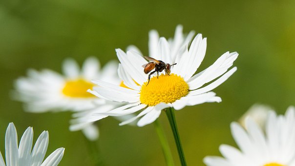 Kvetina, Kvetinové Pozadie, Biely Kvet