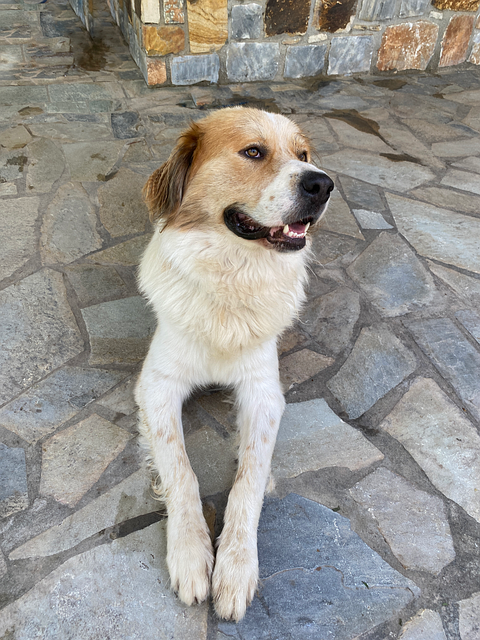 Cachorro, Feliz, Alegria, Animal