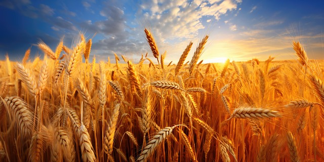 Trigo, Campo, Plantación, Naturaleza