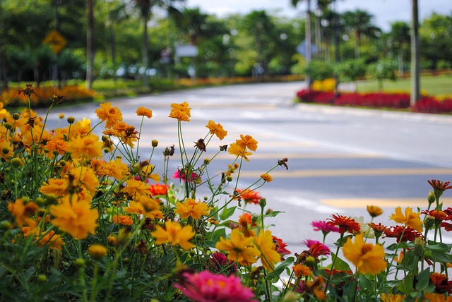 Calle, Naturaleza, La Carretera, Flores
