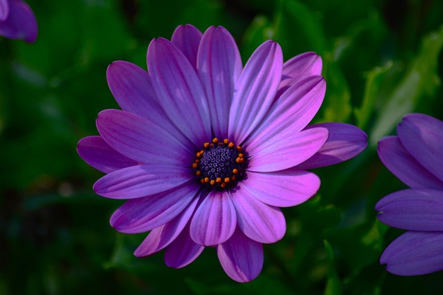 Free Flower Flowers photo and picture
