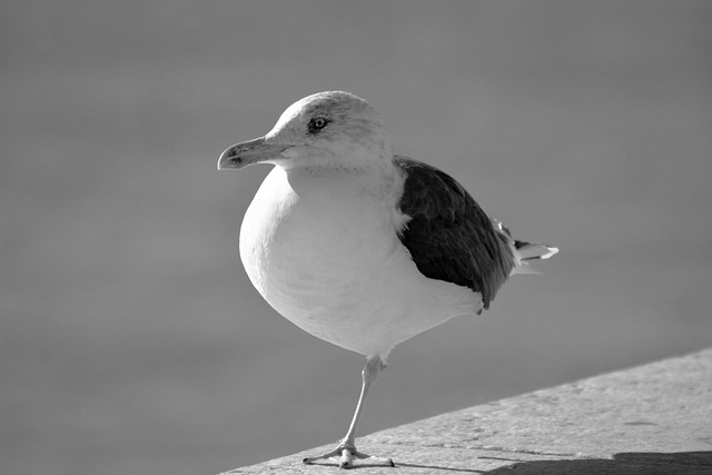 Free Seagull Bird photo and picture