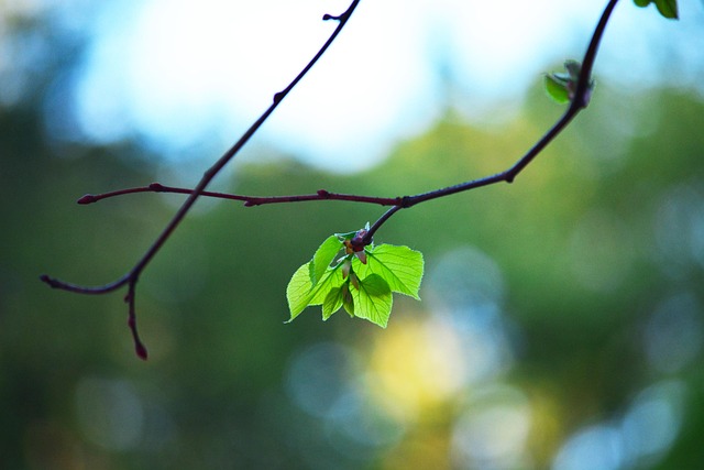 Free Leaf Sheets photo and picture