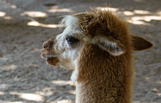Alpaca, Hoved, Pattedyr, Dyreliv, Gård