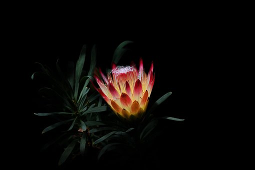 Blomst, Blomstre, Flora, Botanik, Natur