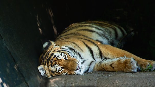 Sibirisk Tiger, Tiger, Pattedyr, Rovdyr