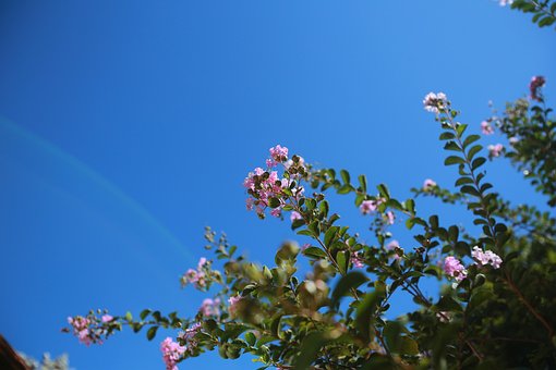 Free Summer Nature photo and picture