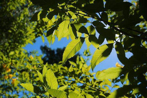 Free Summer Leaves photo and picture