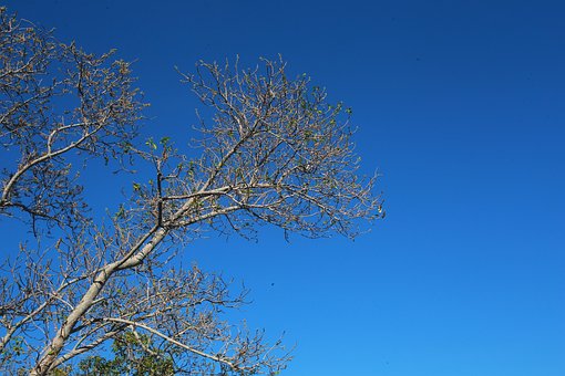 Free Sunny Blue Sky photo and picture