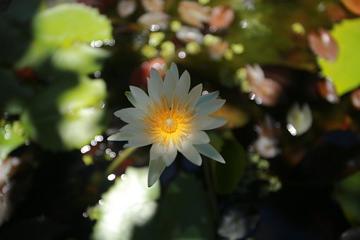 Free Water Lyly Summer photo and picture