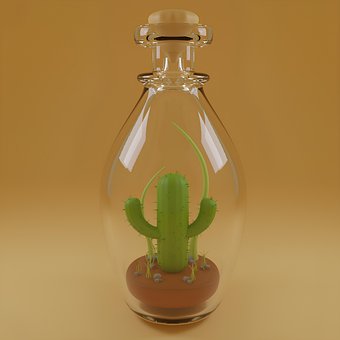 Free Cactus Pine photo and picture