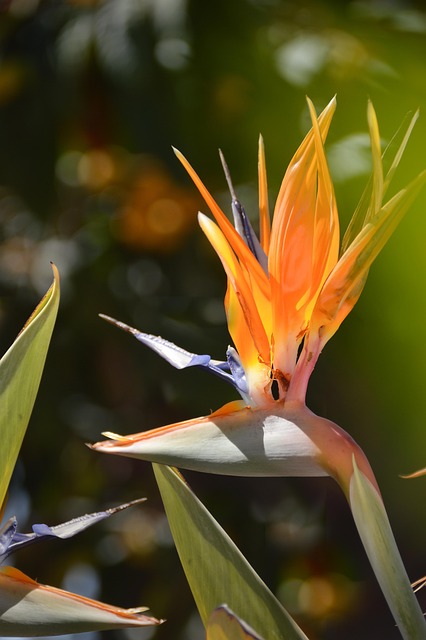 Free Flower Plant photo and picture