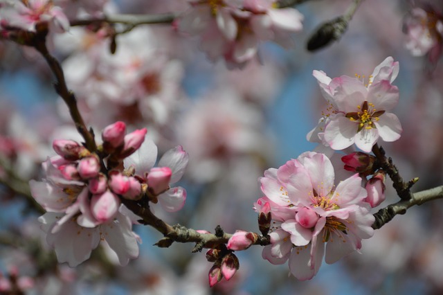 Free Flowers Nature photo and picture