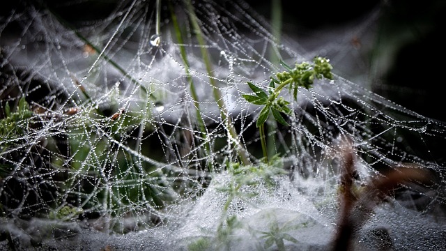 Natuur, Herfst, Dauw, Waterdruppel