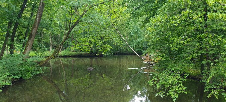 Free Nymphenburg Forest photo and picture