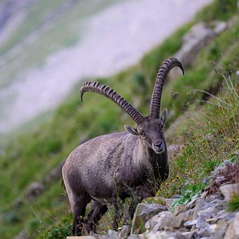 Free Alpine Ibex Steinbock photo and picture