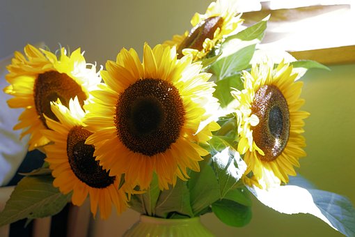 Sonnenblume, Blumen, Natur, Gelb, Blüte