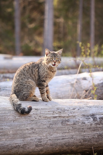 Kat, Træ, Bagagerum, Dyr, Fauna, Natur