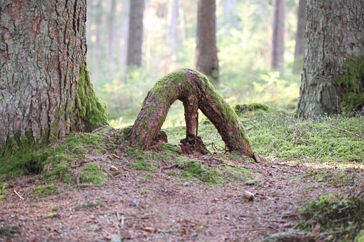 Mos, Skov, Træ, Træer, Land, Natur