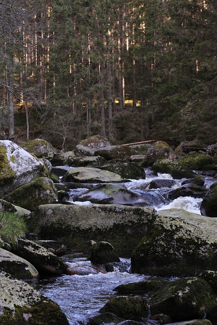 Sten, Natur, Land, Flod, Vand, Skov