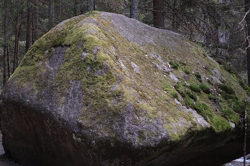 Mos, Natur, Land, Beregning, Skov, Træer
