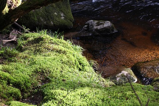 Mos, Natur, Land, Vand, Flod, Sten