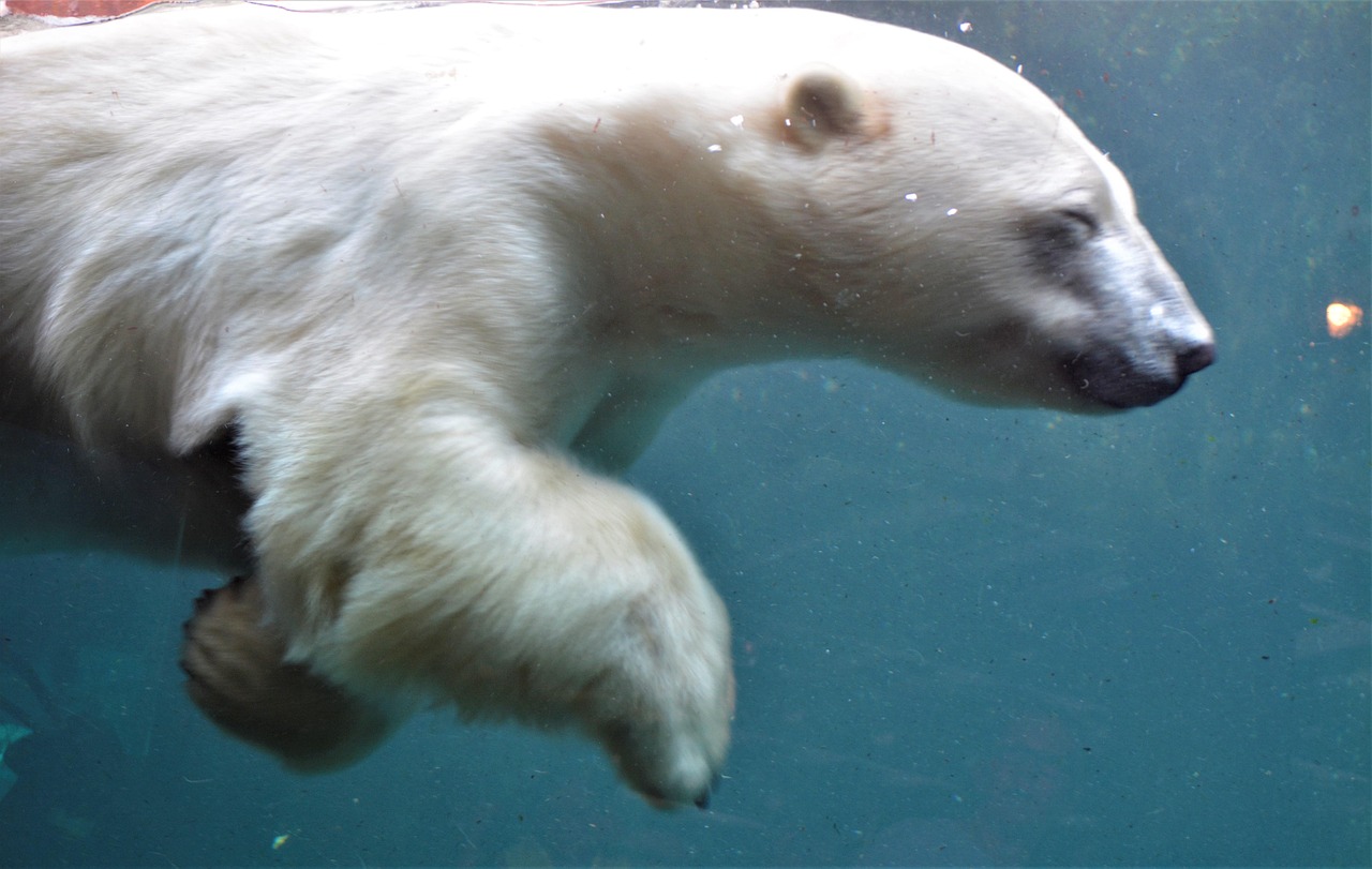 Icebear Underwater Dive Adventure - Free photo on Pixabay - Pixabay