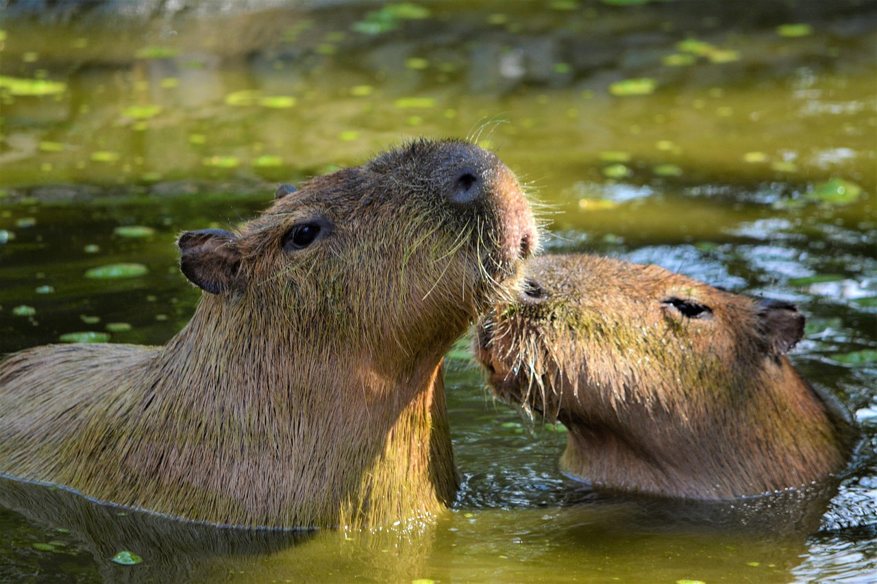 100 000 Free Cute Capybara Capybara Images Pixabay 100 000 Free Cute Capybara Capybara Images Pixabay