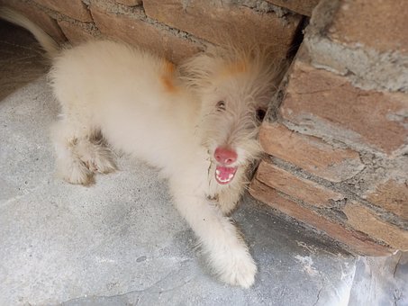 Free Animal Pet photo and picture