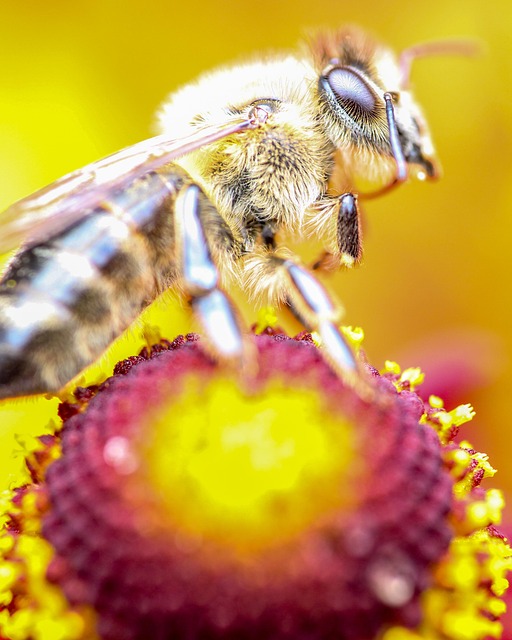Honningbi, Bi, Insekt, Blomstre, Blomst
