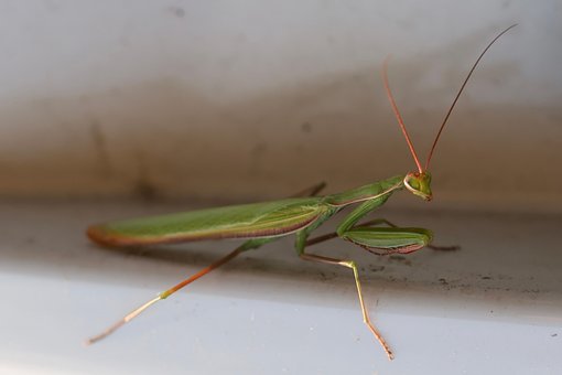 Mantis, Insekt, Grøn, Udenjordisk