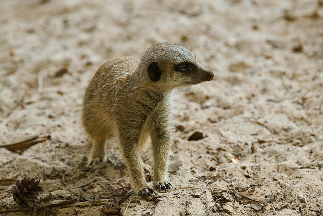Free Zoo Animal photo and picture