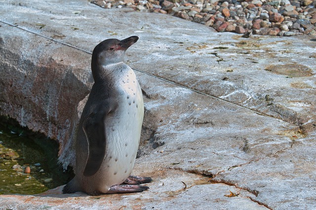 Free Penguin Humboldt Penguin photo and picture