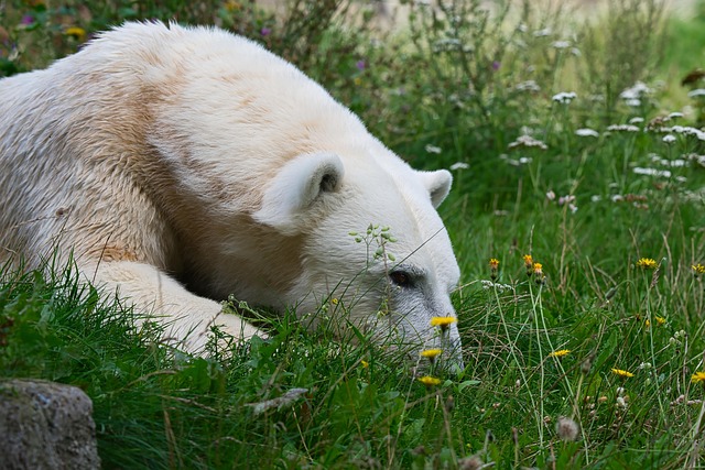 Free Animal Bear photo and picture