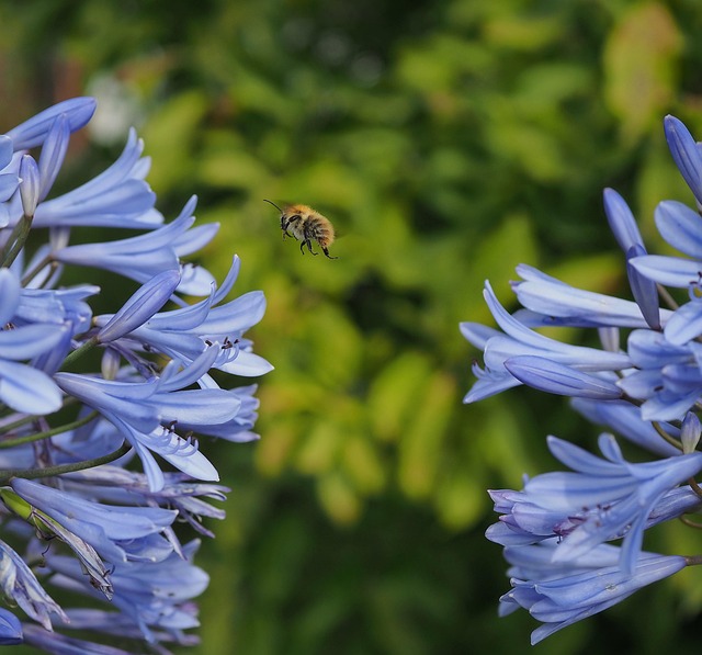 尼罗河百合 Agapanthus 观赏百合 Pixabay上的免费照片 Pixabay