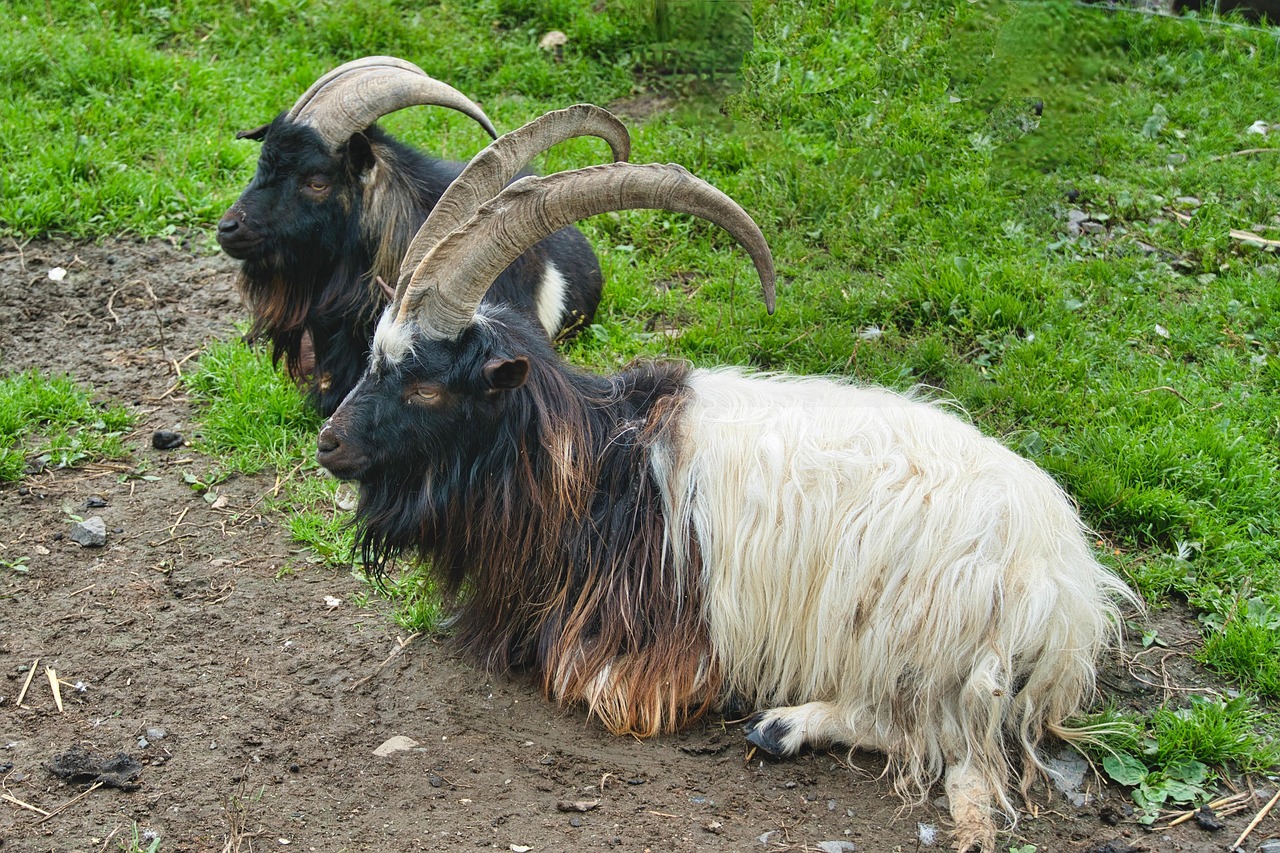 Goats Horns Unique Free photo on Pixabay Pixabay